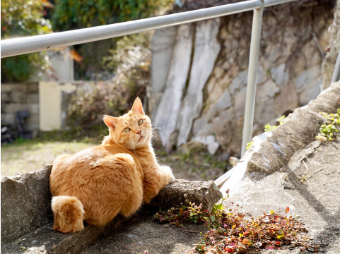 茶色い猫がこちらを見ています